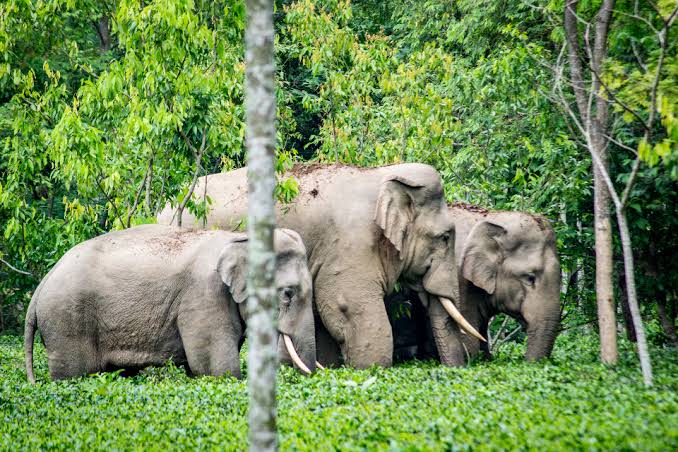 बाहुनडाँगीमा मानव-हात्ती द्वन्द्व
